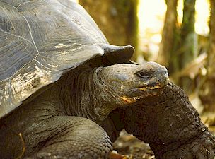 The Galapagos Giant Tortuises